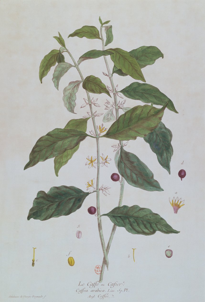Tablica botaniczna Coffea Arabica (kawa) z "La Botanique mise a la portee de Tout le Monde" Nicolasa Francois Regnaulta (1746-1810) wydana w Paryżu w 1774 r. autorstwa Genevieve Regnault de Nangis