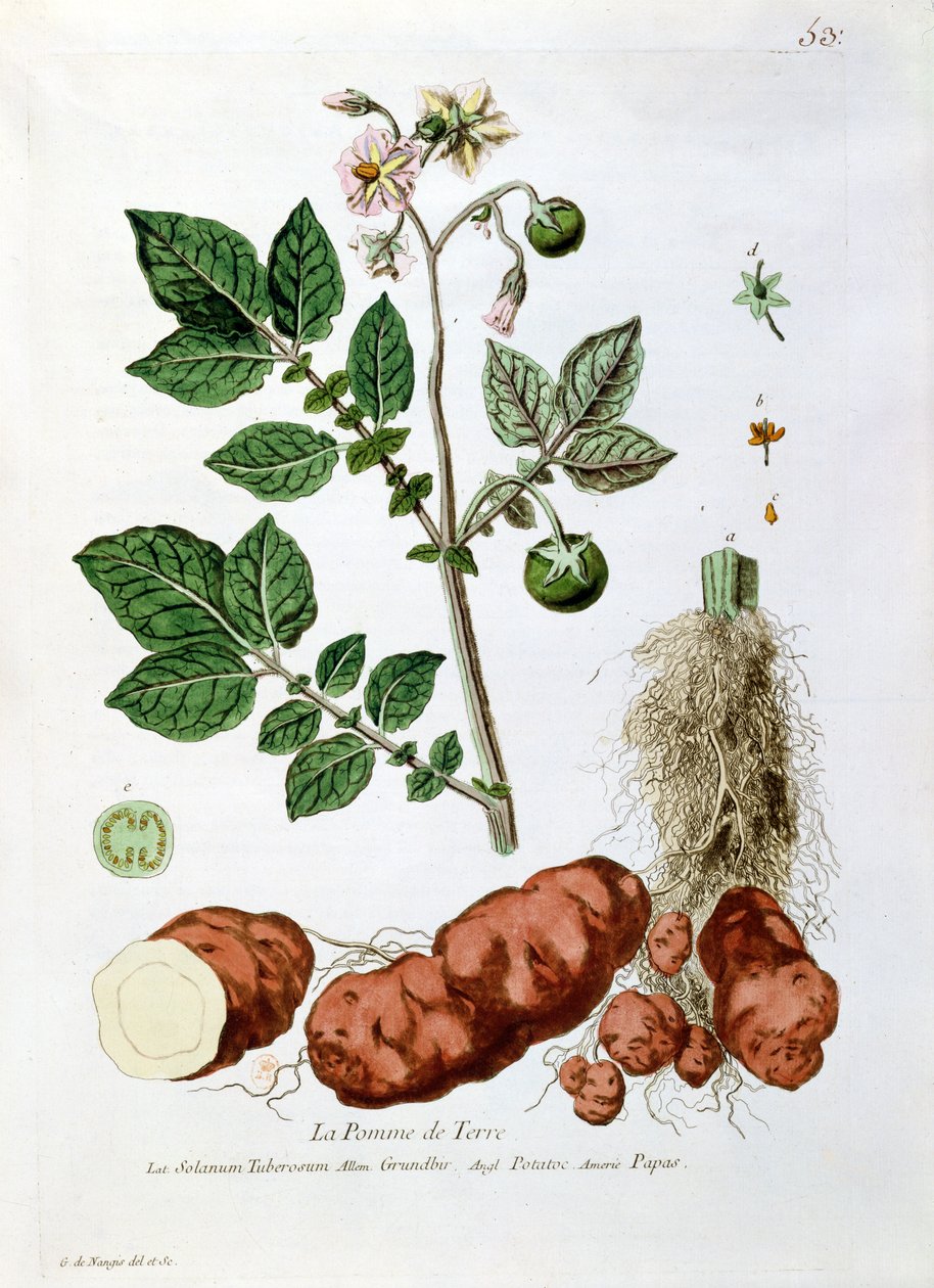 Ziemniak, płyta botaniczna z „la Botanique mise à la Portee de Tout le Monde”, Nicolas Francois Regnault (1746-1810), opublikowana 1774, Paryż autorstwa Genevieve Regnault de Nangis