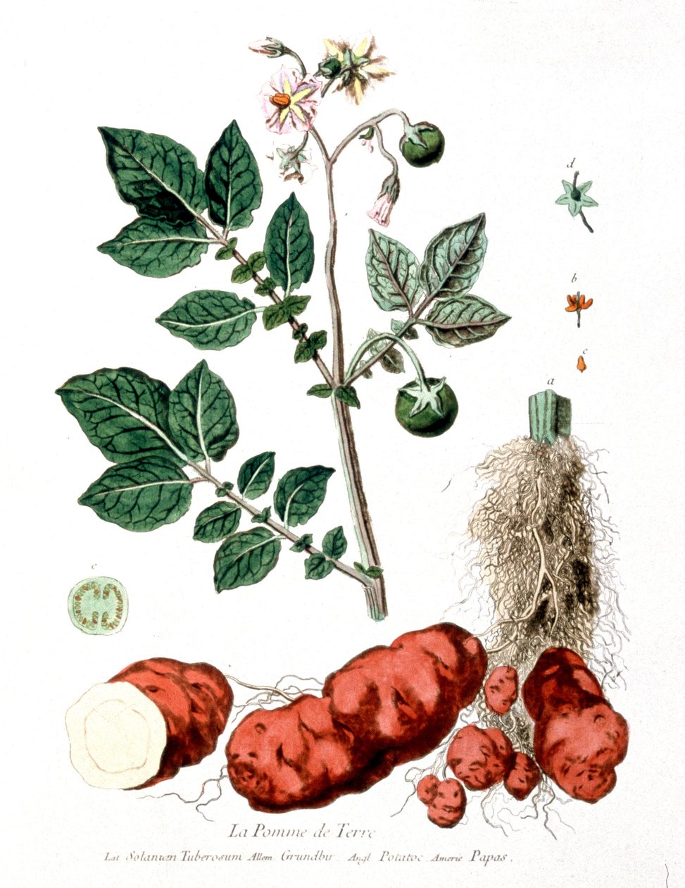 Ziemniak, płytka botaniczna G. de Nangis, Francja autorstwa Genevieve Regnault de Nangis