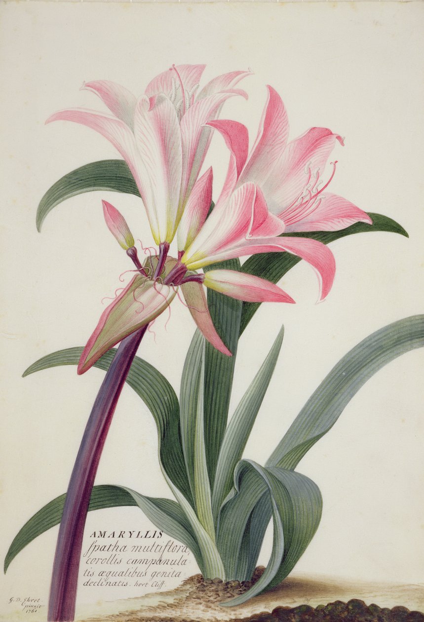 Amarylis Belladonna, 1761 (wc, gwasz i grafit na welinie) autorstwa Georg Dionysius Ehret