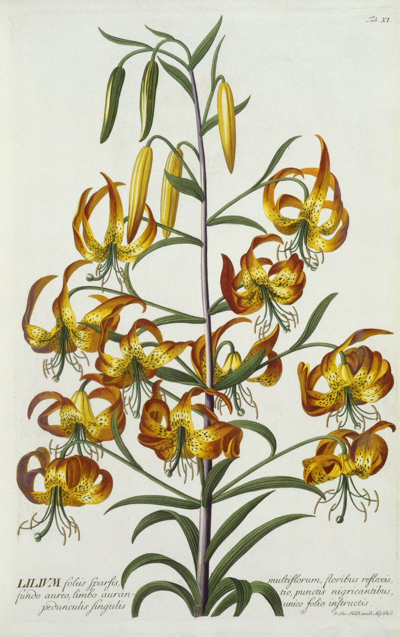 American Turkscap Lily, ok. 1740 (ręcznie barwiony grawerunek) autorstwa Georg Dionysius Ehret