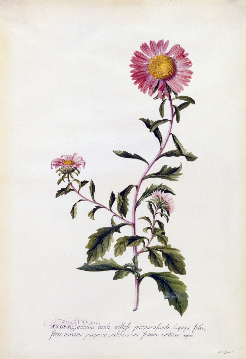 Aster, ok.1743 (ręcznie barwiony grawer) autorstwa Georg Dionysius Ehret