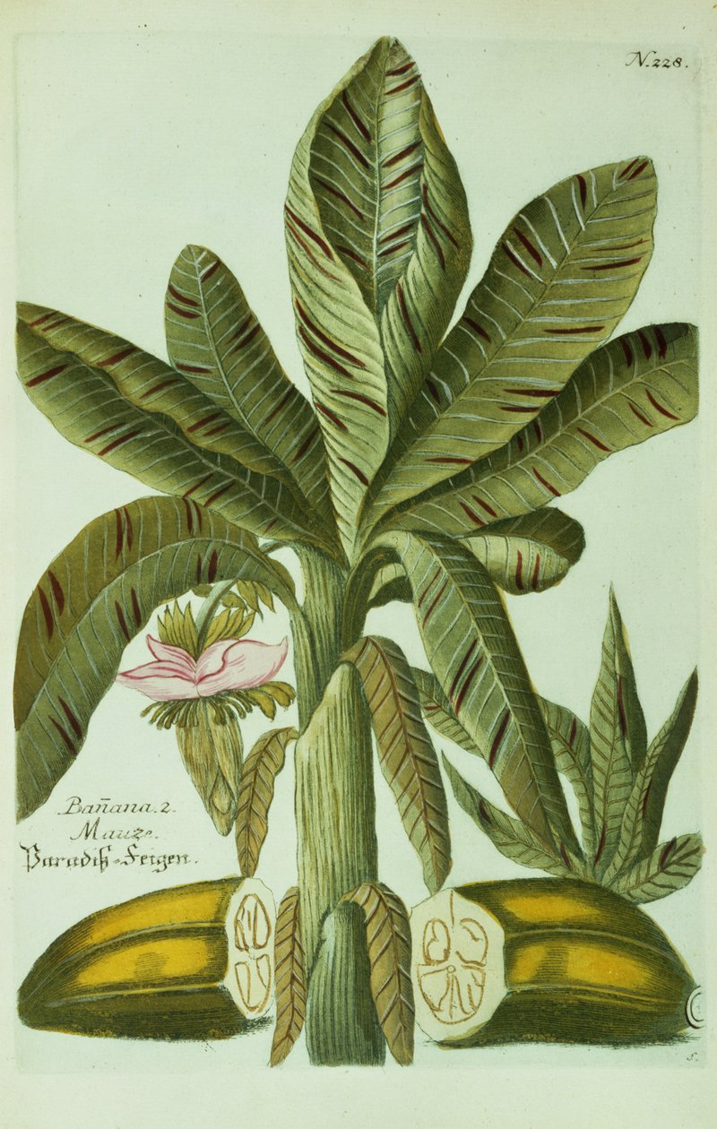 Banan, z Ikonografii „Pytantoza” J. Weinmanna, 1734-45 autorstwa Georg Dionysius Ehret