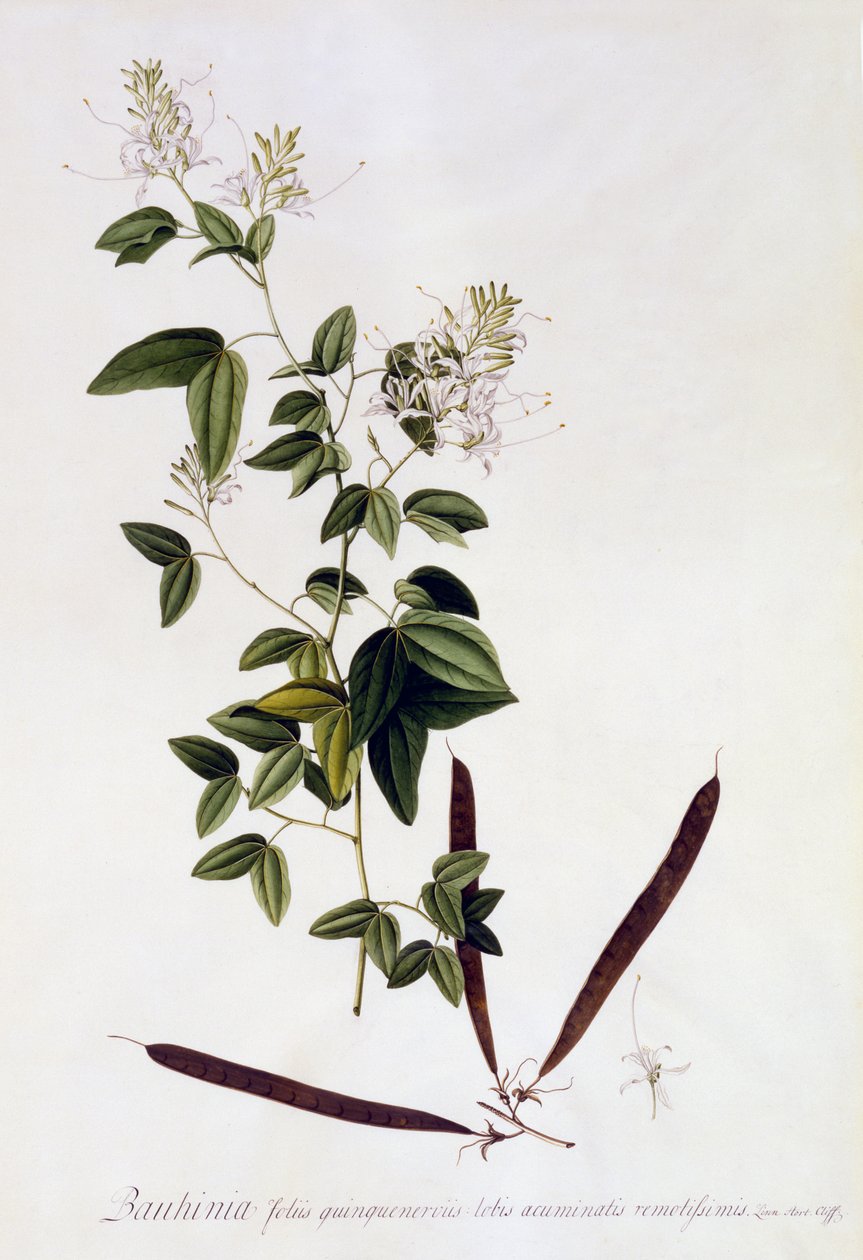 Bauhinia, ok.1745 (ręcznie barwiony grawer) autorstwa Georg Dionysius Ehret