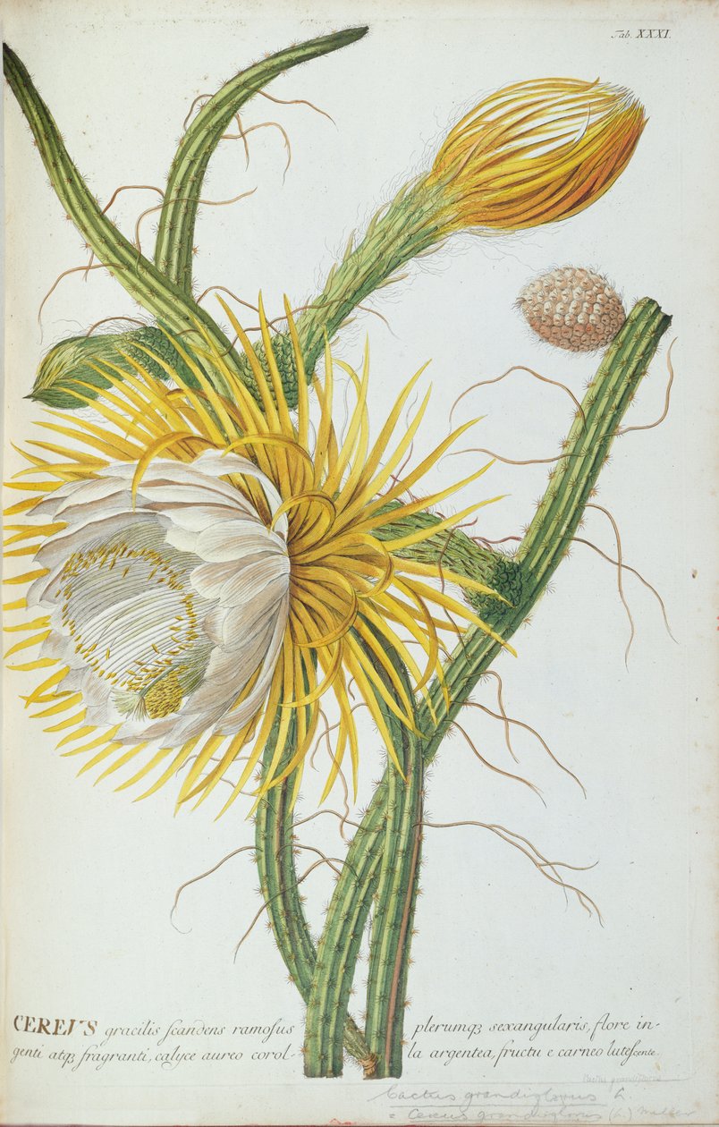 Kaktus: Cereus, z „Wyselekcjonowanych roślin” Trew z lat 1750-73 autorstwa Georg Dionysius Ehret