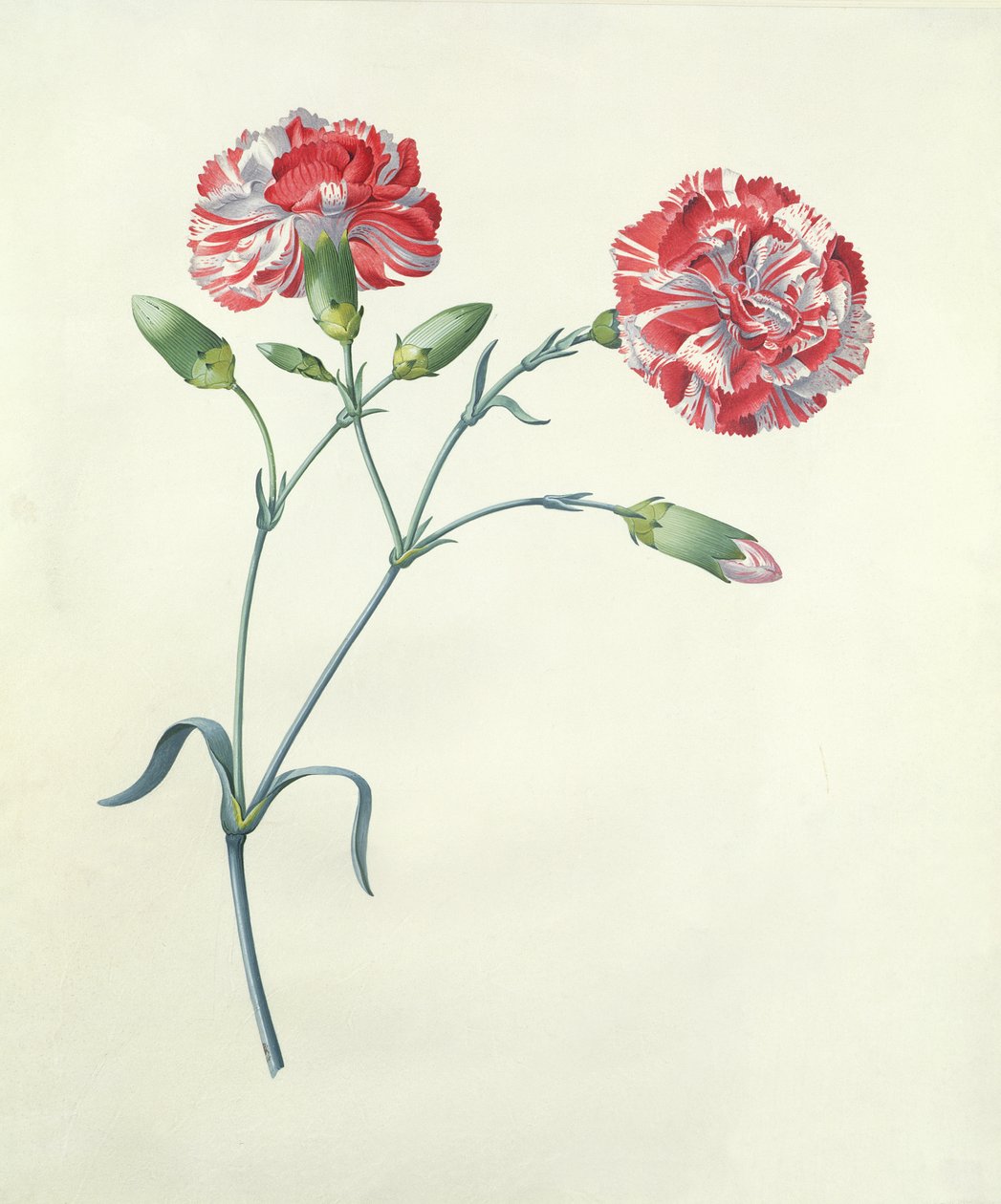 Goździk autorstwa Georg Dionysius Ehret