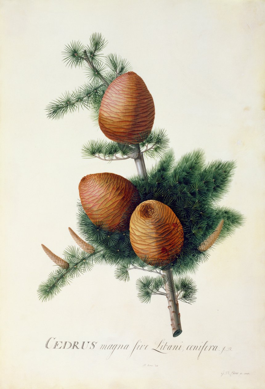 Cedrus Libani, 1744 (gwasz na welinie) autorstwa Georg Dionysius Ehret