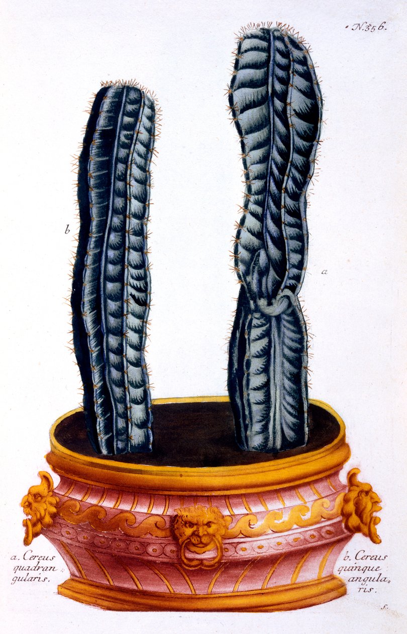 Cereus quadrangularis i Cereus quinque angularis, z „Phytanthoza Iconographia” Johanna Wilhelma Weinmanna, wydana ok. 1737-45 (mezzotinta) autorstwa Georg Dionysius Ehret