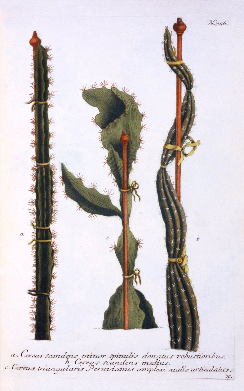 Cereus scandens minor, Cereus scandens medeus i triangularis Peruvianus, z „Phytanthoza Iconographia” Johanna Wilhelma Weinmanna, wydana ok. 1737-45 (mezzotinta) autorstwa Georg Dionysius Ehret