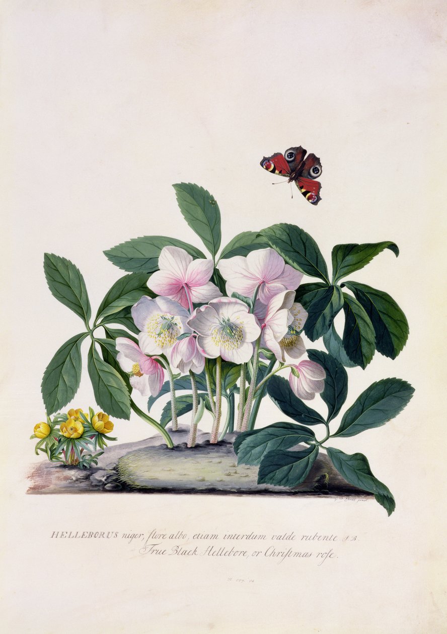 Róża bożonarodzeniowa (Helleborus niger) i Akonit zimowy (Eranthis hyemalis) (gwasz na papierze welinowym) autorstwa Georg Dionysius Ehret
