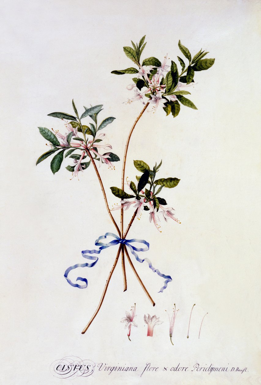 Czystek Virginiana, ok.1743 (ręcznie barwiony grawerunek) autorstwa Georg Dionysius Ehret