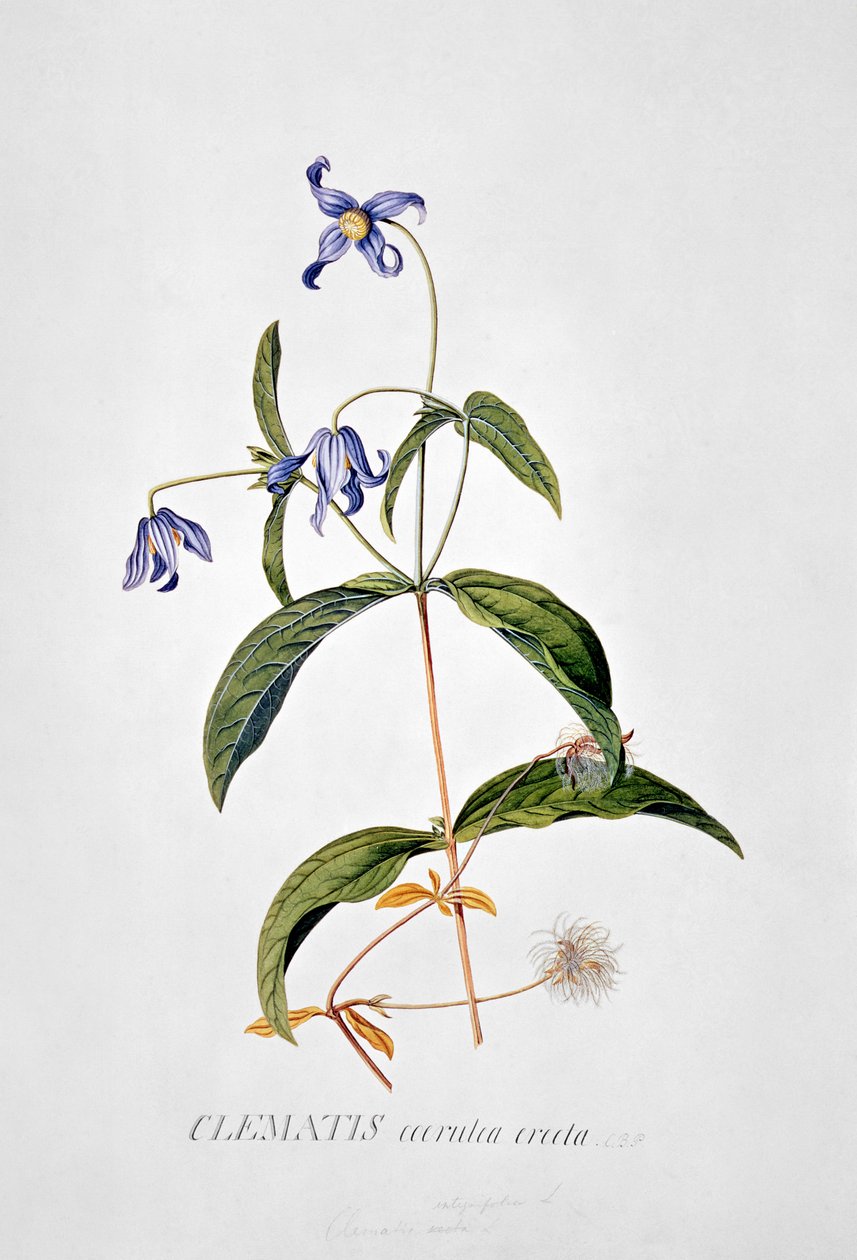 Clematis: Integrafolia autorstwa Georg Dionysius Ehret
