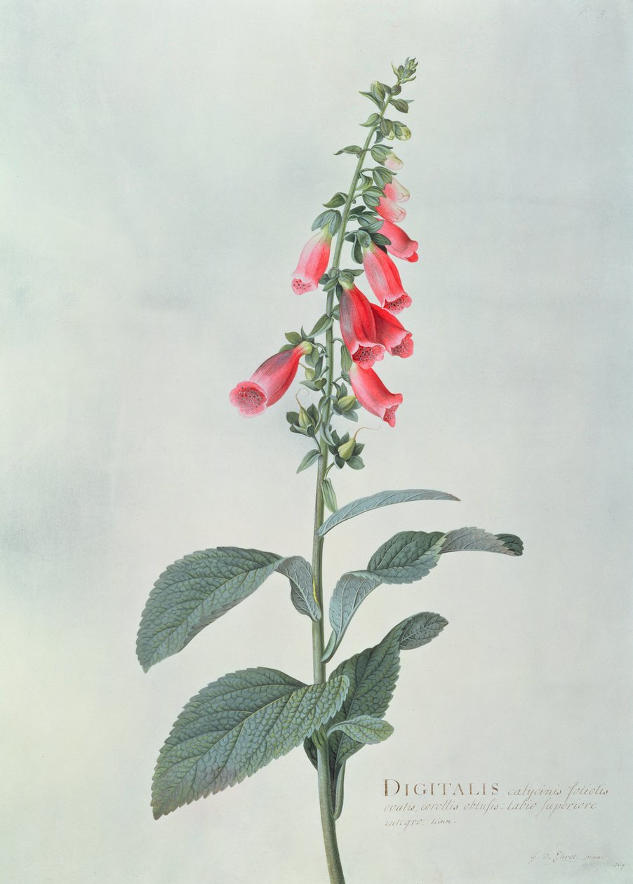 Naparstnica purpurowa (Digitalis purpurea) autorstwa Georg Dionysius Ehret