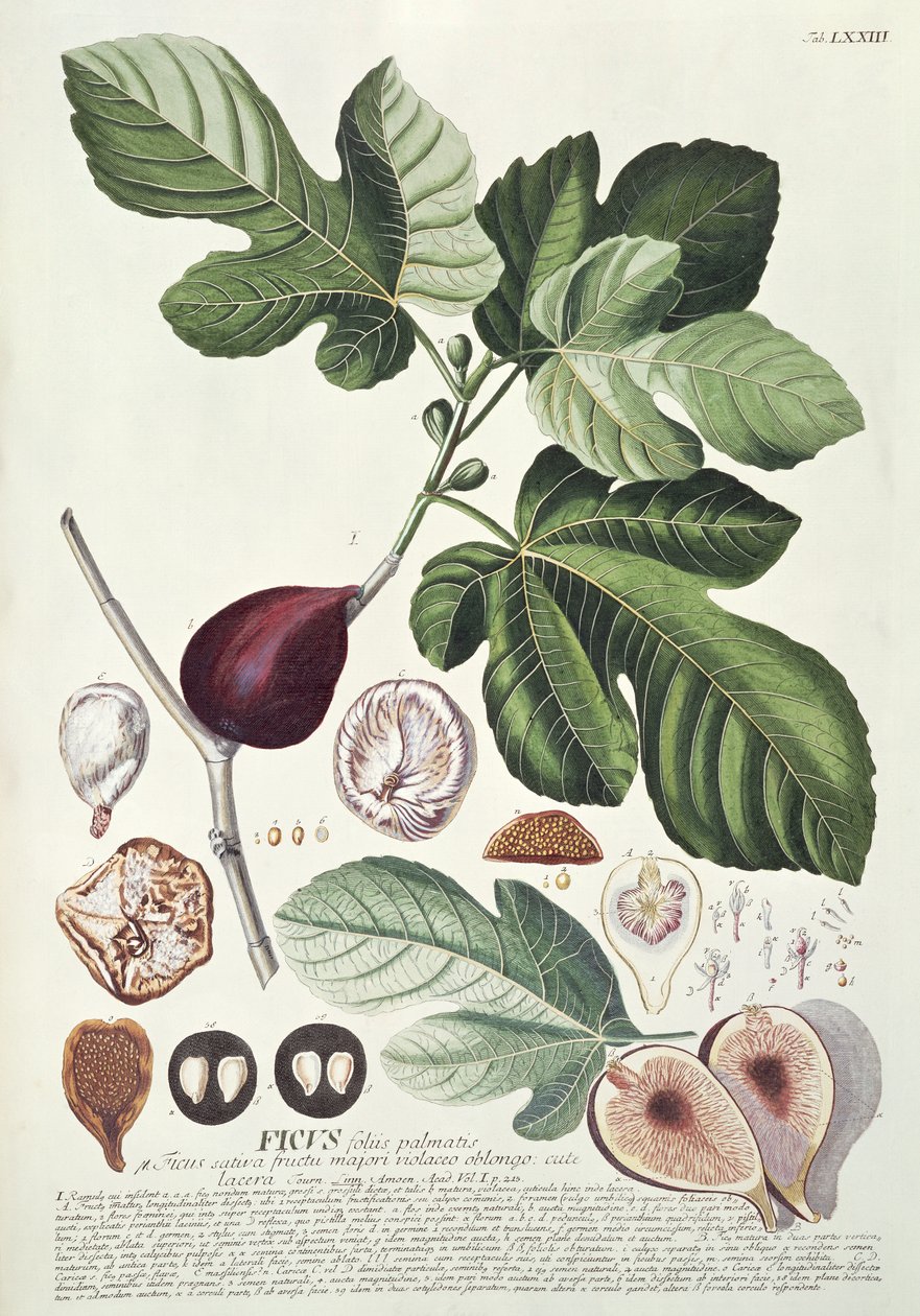 Ficus (Figa) autorstwa Georg Dionysius Ehret