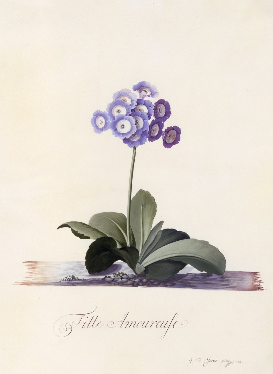 Auricula ogrodowa, zakochana dziewczyna, ok.1743 (ręcznie barwiony grawerunek) autorstwa Georg Dionysius Ehret