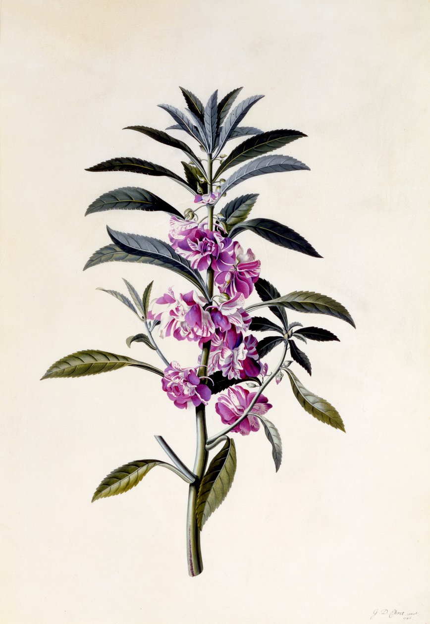 Balsam Ogrodowy, Impatiens balsamina, ok.1746 (ręcznie barwiony grawer) autorstwa Georg Dionysius Ehret