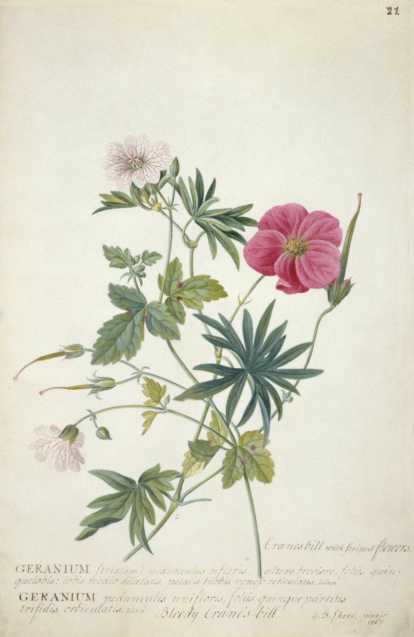 Geranium. Dwie splecione łodygi różnych gatunków, 1767 (wc, grafit i akwarela na papierze) autorstwa Georg Dionysius Ehret