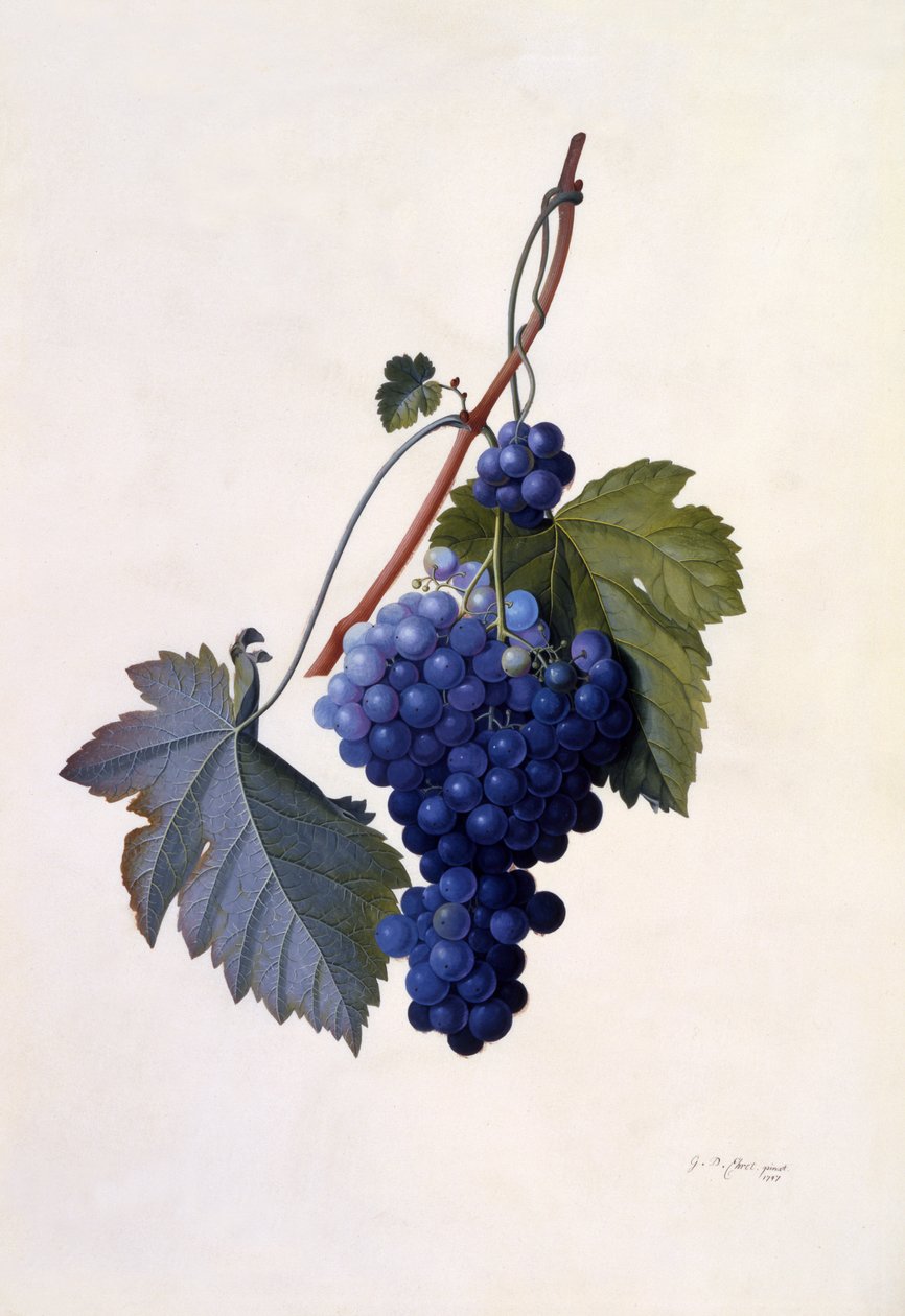 Winogrona, ok.1747 (ręcznie barwione grawerunki) autorstwa Georg Dionysius Ehret