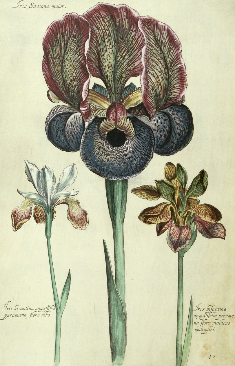 Iris susiana major i Iris bisantina angustifolia autorstwa Georg Dionysius Ehret