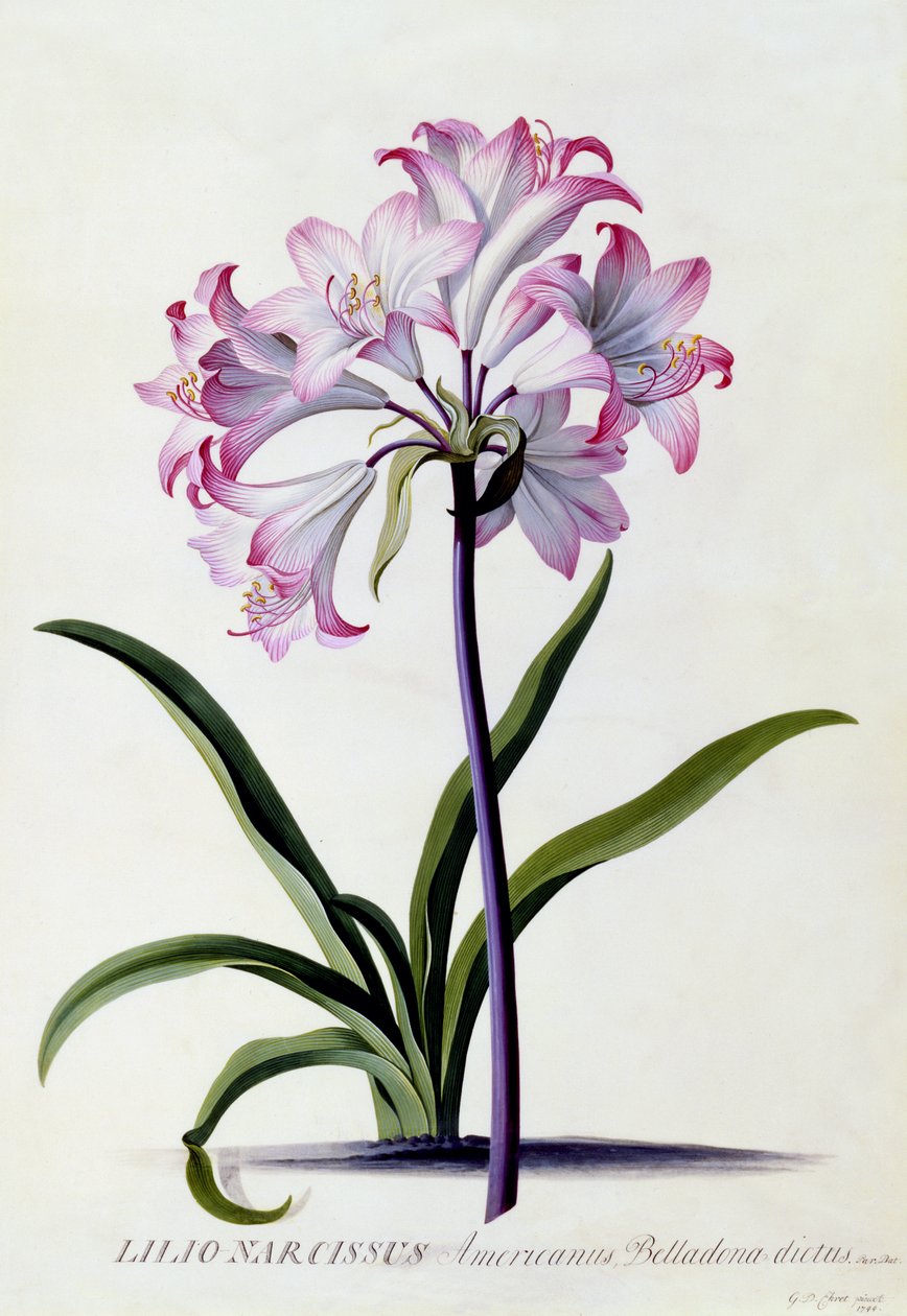 Lilio Narcissus, ok.1744 (ręcznie barwiony grawerunek) autorstwa Georg Dionysius Ehret