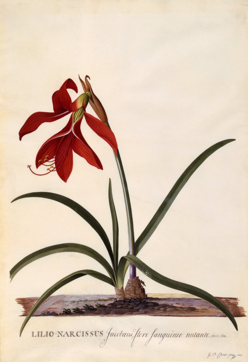 Lilio-Narcissus, Jaobean Lily, ok. 1743 (rycina ręcznie kolorowana) autorstwa Georg Dionysius Ehret
