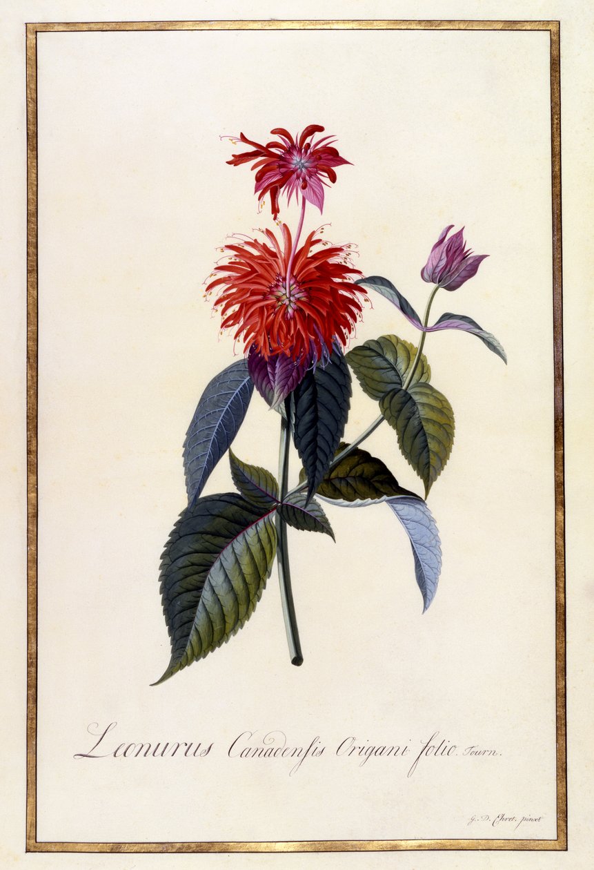Herbaciarnia Oswego, ok. 1740 (ręcznie barwiony grawer) autorstwa Georg Dionysius Ehret