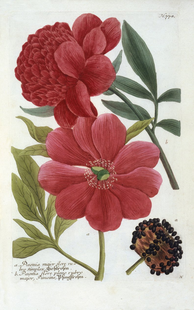 Paeonia z Ikonografii Phytanthoza Johanna Wilhelma Weinmanna, 1737 (rycina ręcznie kolorowana) autorstwa Georg Dionysius Ehret