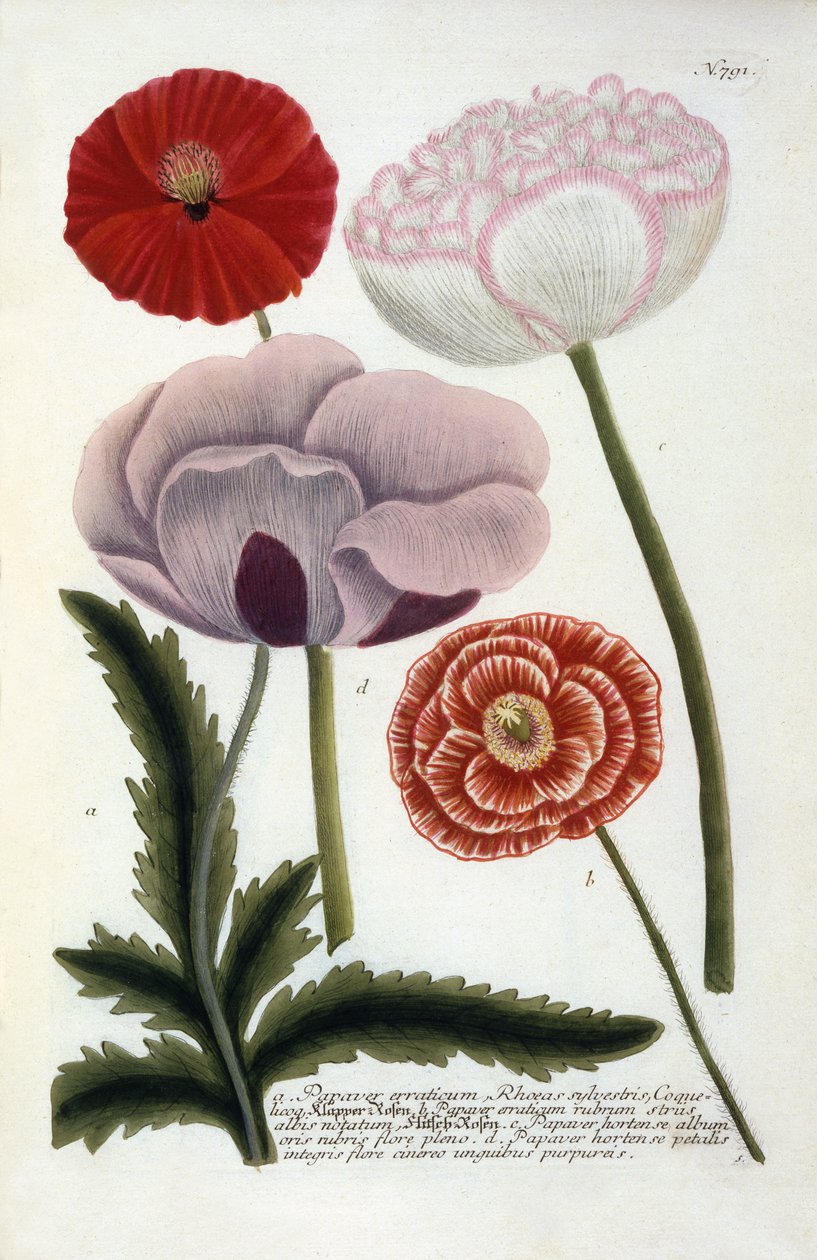 Papaver, z dzieła Johanna Wilhelma Weinmanna Phytanthoza Iconographia, 1737 (rycina ręcznie kolorowana) autorstwa Georg Dionysius Ehret