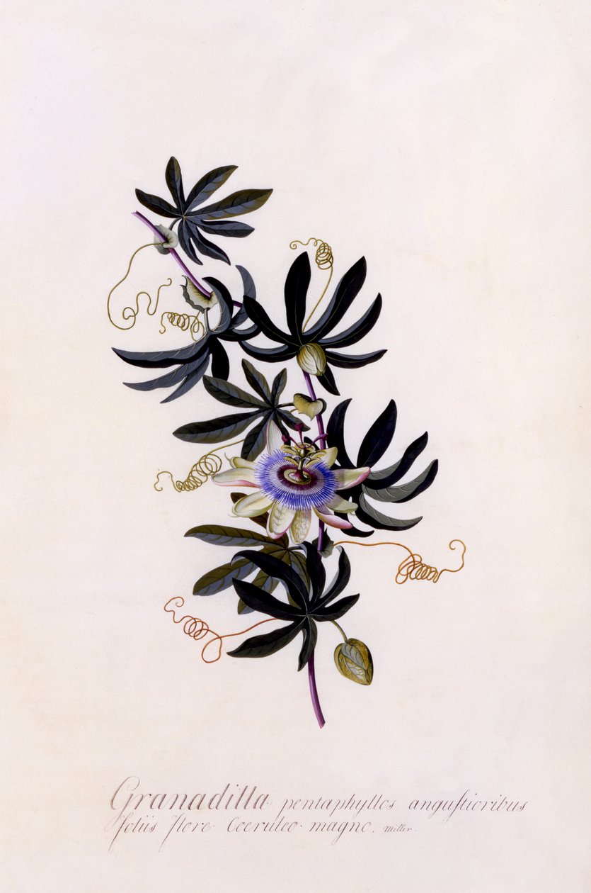 Passiflora Granadilla, ok.1745 (ręcznie barwiony grawer) autorstwa Georg Dionysius Ehret