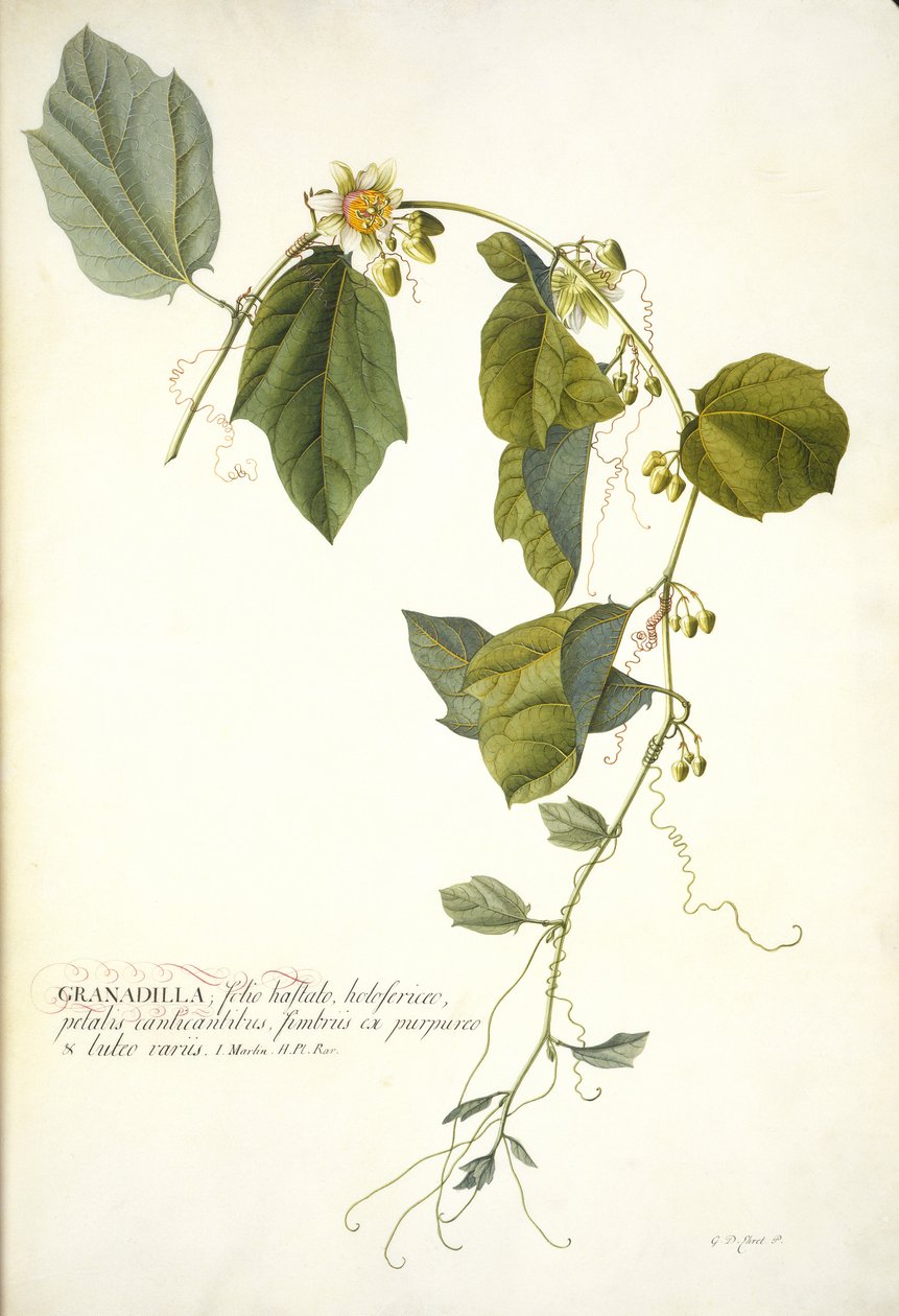 Passiflora holosericea (męczennica) (wc i kolor nadwozia wzmocnione złotem na welinie) autorstwa Georg Dionysius Ehret