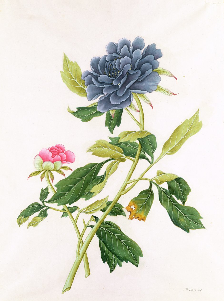 Peony autorstwa Georg Dionysius Ehret