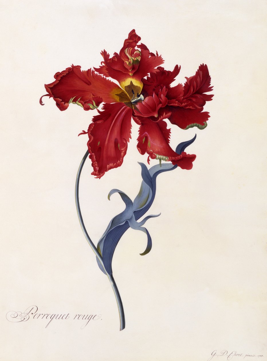 Perroquet Rouge, ok. 1744 (rycina ręcznie kolorowana) autorstwa Georg Dionysius Ehret