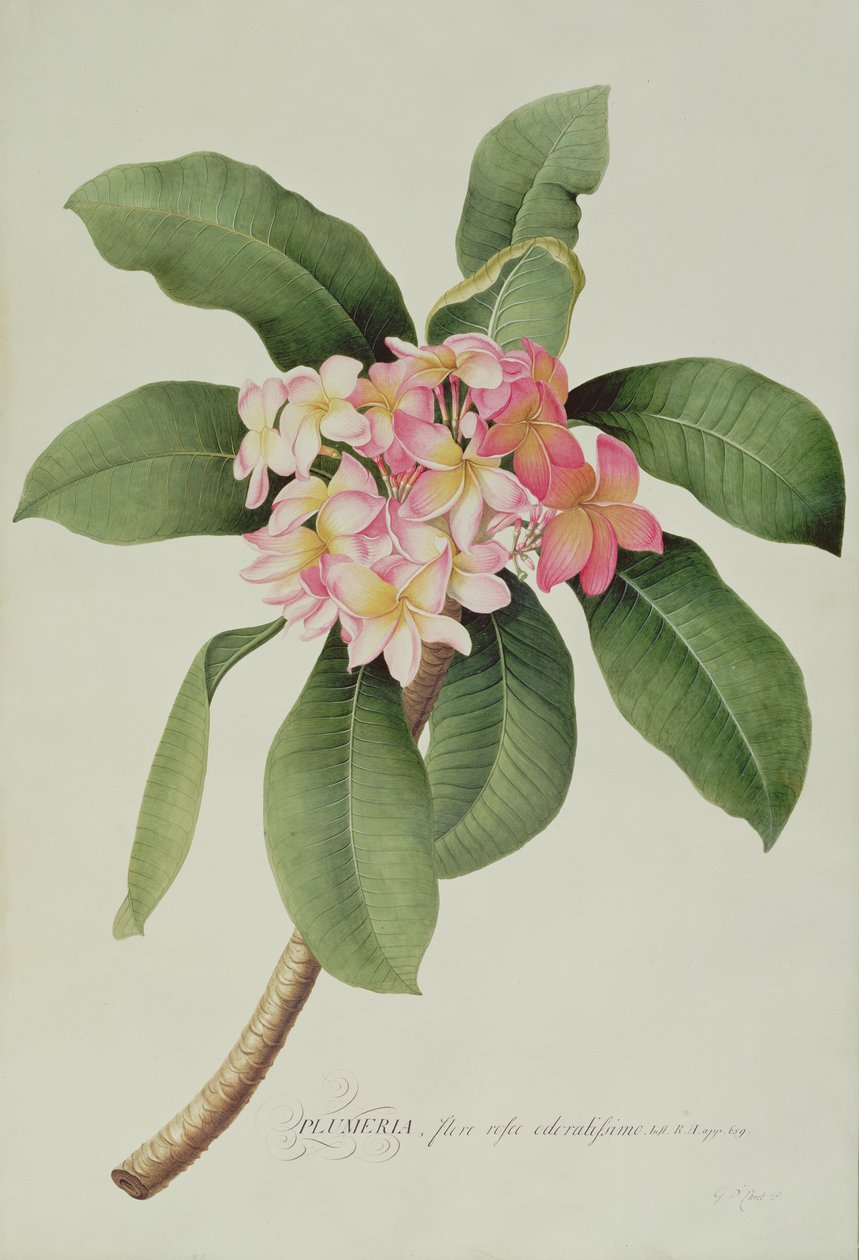 Plumeria autorstwa Georg Dionysius Ehret