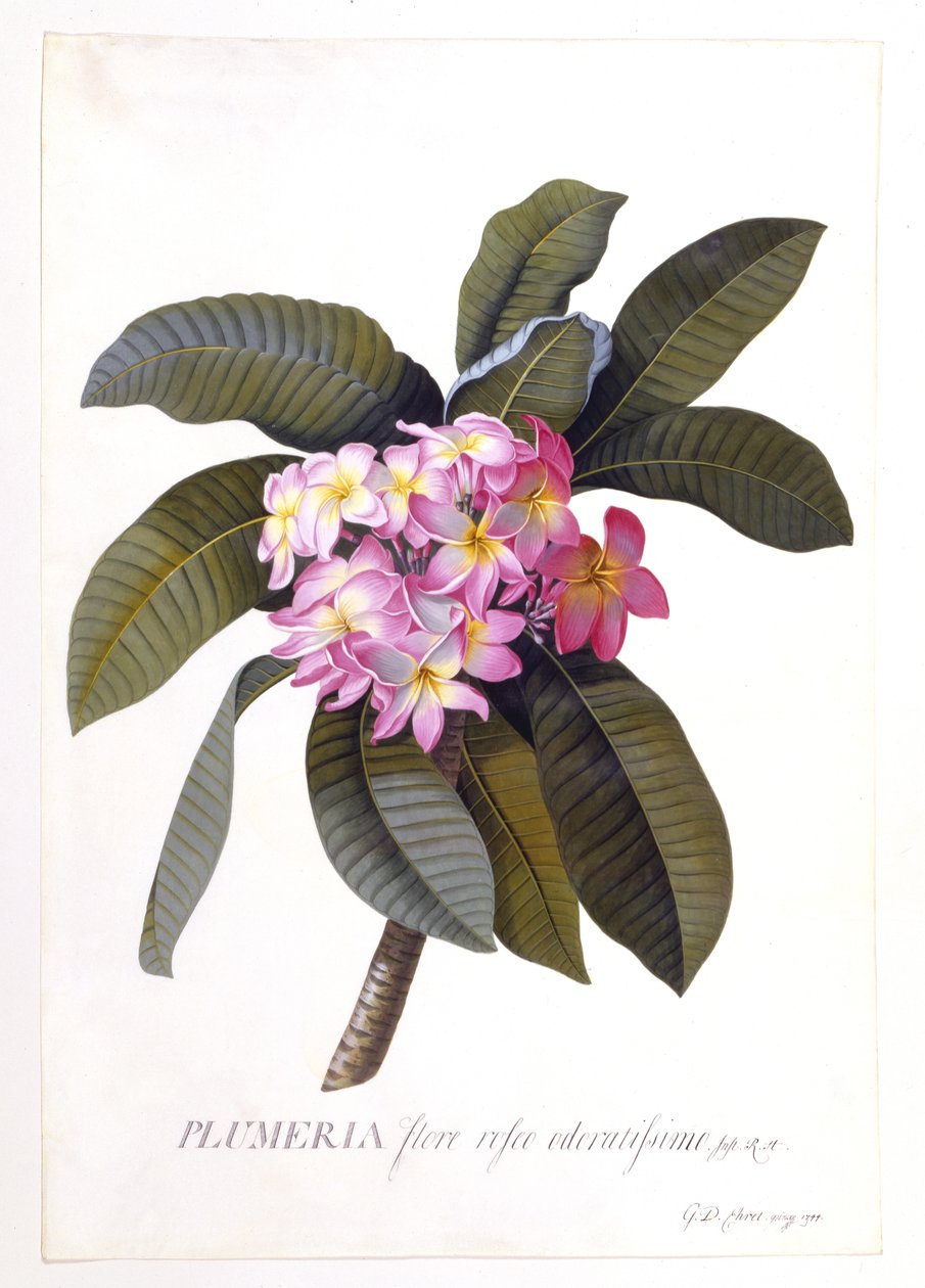 Plumeria, ok.1744 (ręcznie barwiony grawer) autorstwa Georg Dionysius Ehret