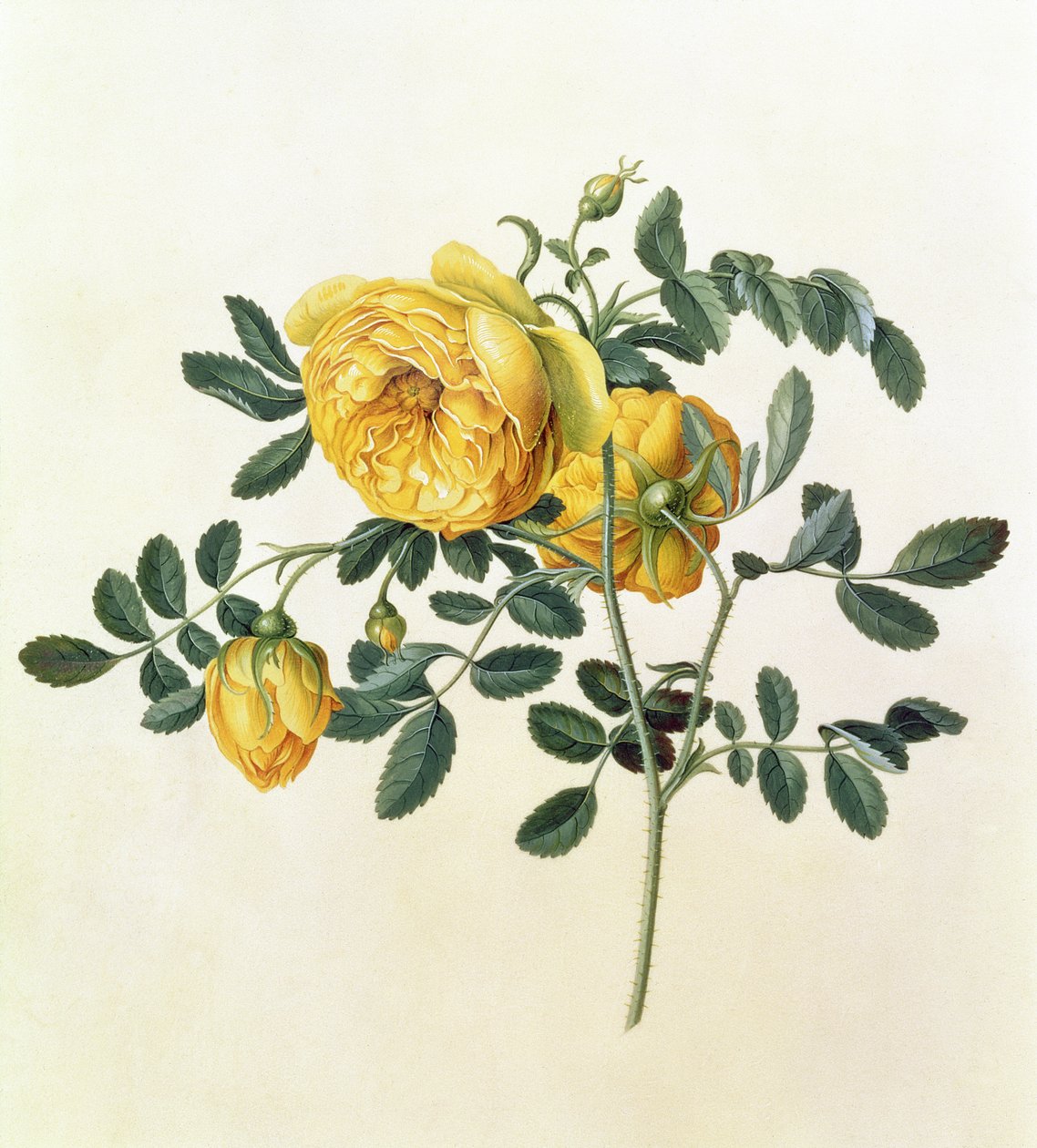 Rosa hemispherica, XVIII wiek autorstwa Georg Dionysius Ehret