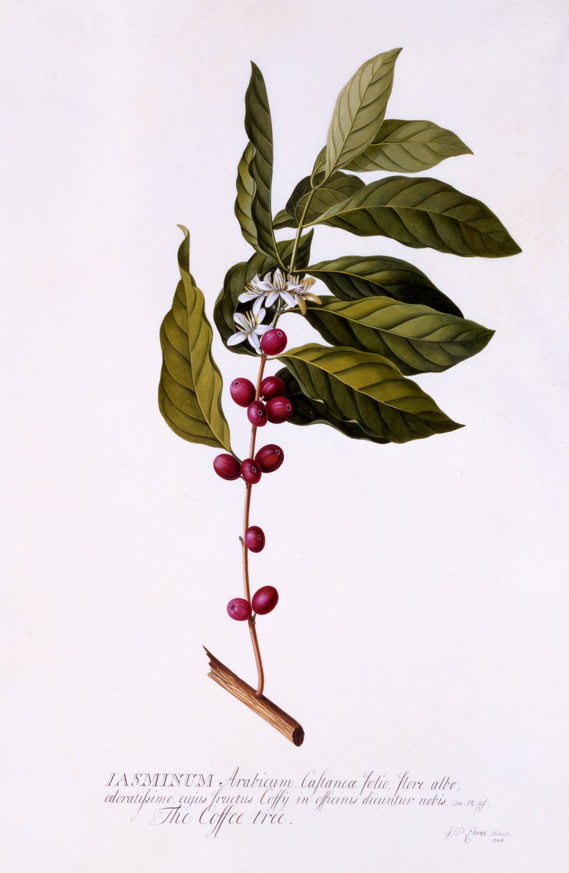 Drzewo Kawowe, ok.1743 (ręcznie barwiony grawerunek) autorstwa Georg Dionysius Ehret