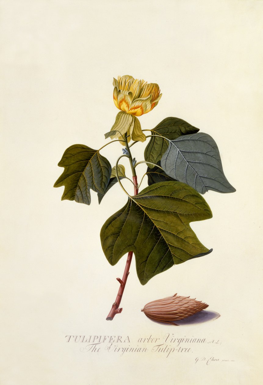 Tulipanowiec z Wirginii, ok. 1743 (ręcznie barwiony grawerunek) autorstwa Georg Dionysius Ehret