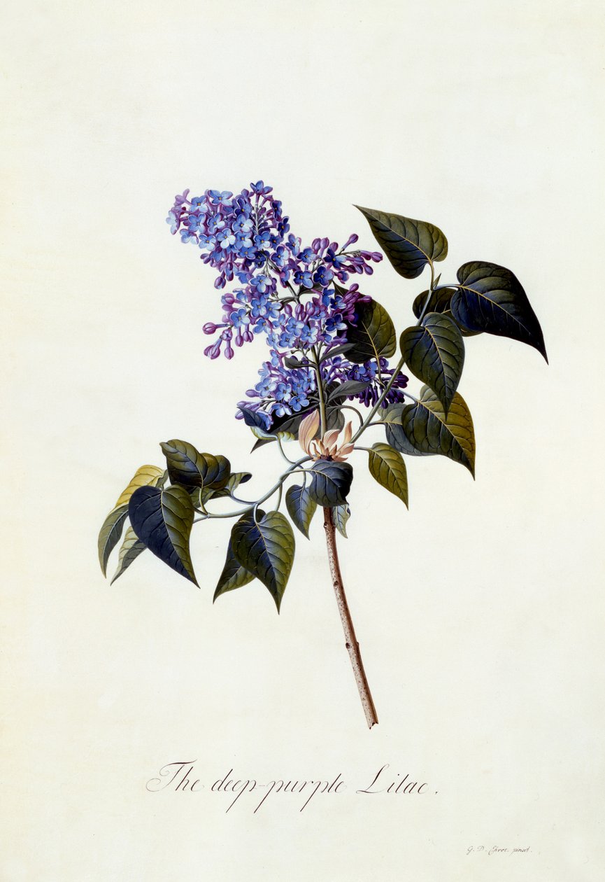 Głęboki fioletowy liliowy, ok.1743 (ręcznie barwiony grawerunek) autorstwa Georg Dionysius Ehret