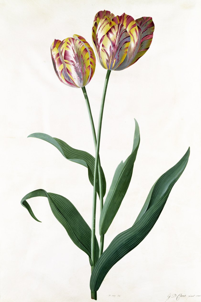 Tulipan Tulipan autorstwa Georg Dionysius Ehret