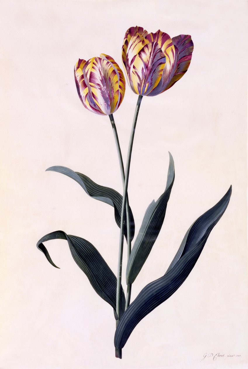 Tulipan, ok.1744 (ręcznie barwiony grawerunek) autorstwa Georg Dionysius Ehret