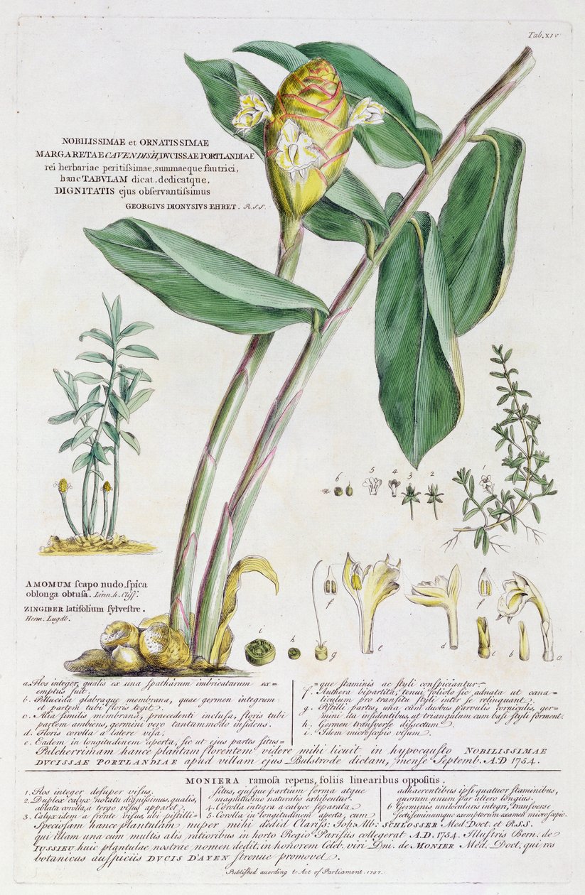 Zingiber latifolium i Amomum, 1754 autorstwa Georg Dionysius Ehret