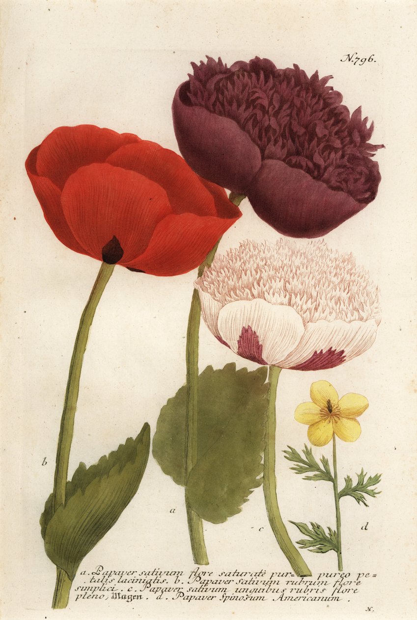 Odmiany maku lekarskiego, Papaver somniferum i Anemone mexicana autorstwa Georg Dionysius (after) Ehret