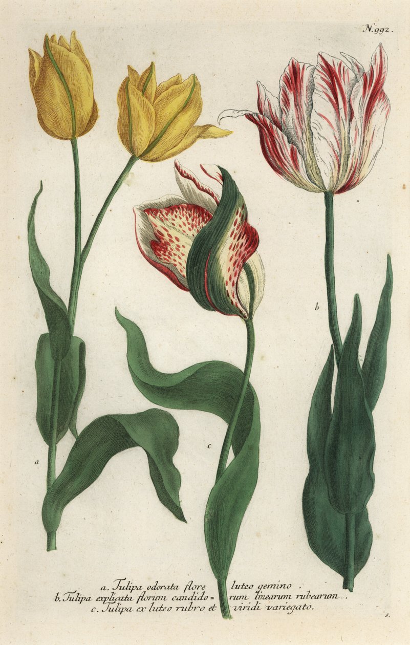 Odmiany tulipanów, Tulipa gesneriana autorstwa Georg Dionysius (after) Ehret