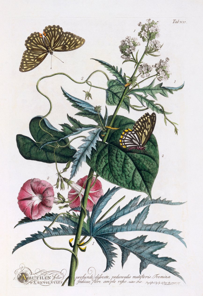 1. Abutilon, 2. Powój, c. 1748 ręcznie kolorowane grawerowanie. autorstwa "Georg Dionysius Ehret