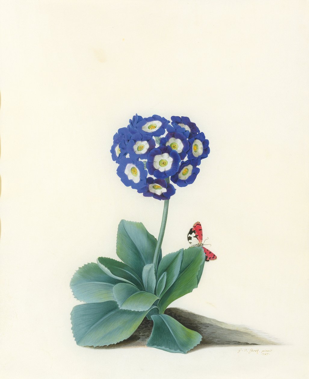 Niebieska Auricula autorstwa Georg Dionysius Ehret