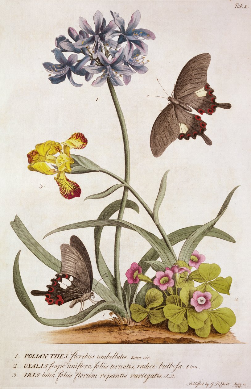 Agapanthus africanus, Iris variegata i gatunek Oxalis, z „Plantae and Papiliones Rariores”, 1749 autorstwa Georg Dionysius Ehret