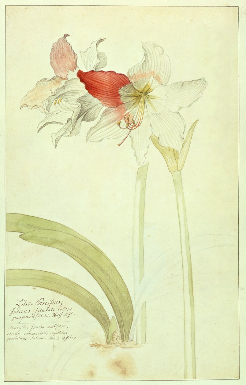 Amarylis: Lilio-Narcissus, Indicus autorstwa Georg Dionysius Ehret