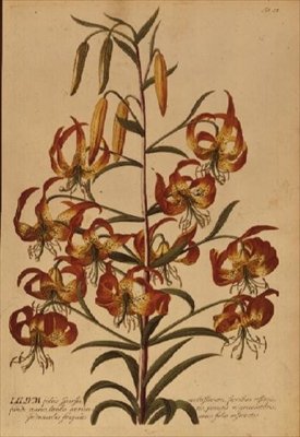 Amerykańska lilia turkusowa z „Plant Selected” autorstwa Georg Dionysius Ehret