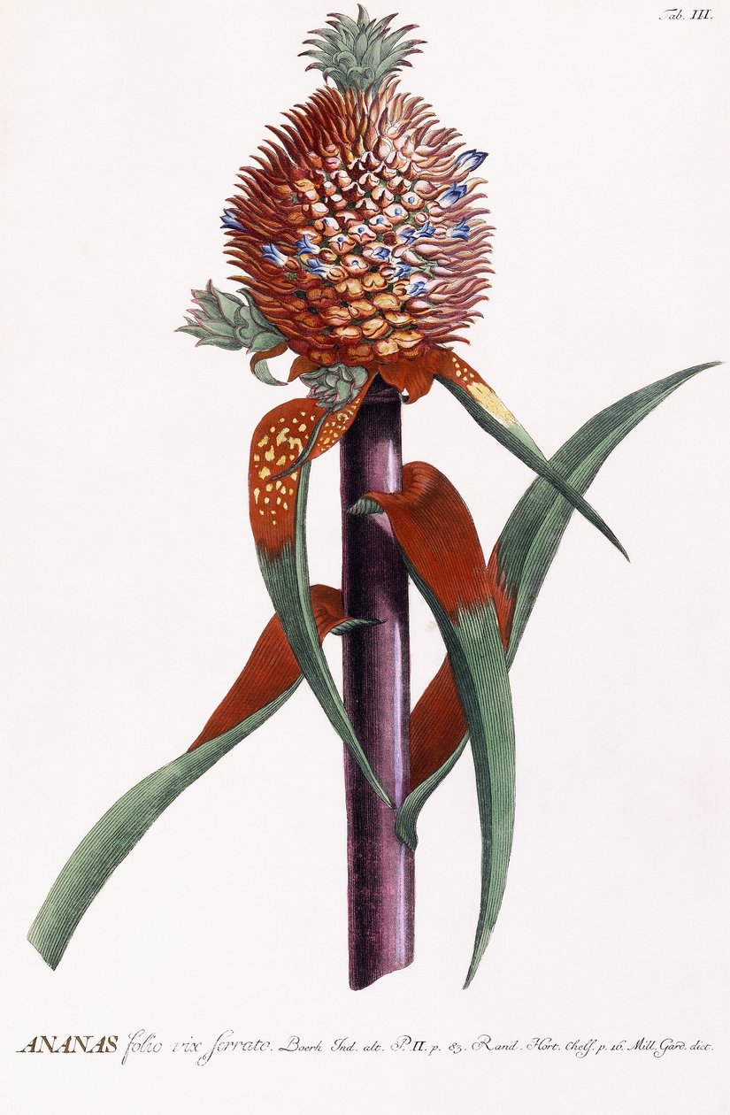 Ananas autorstwa Georg Dionysius Ehret