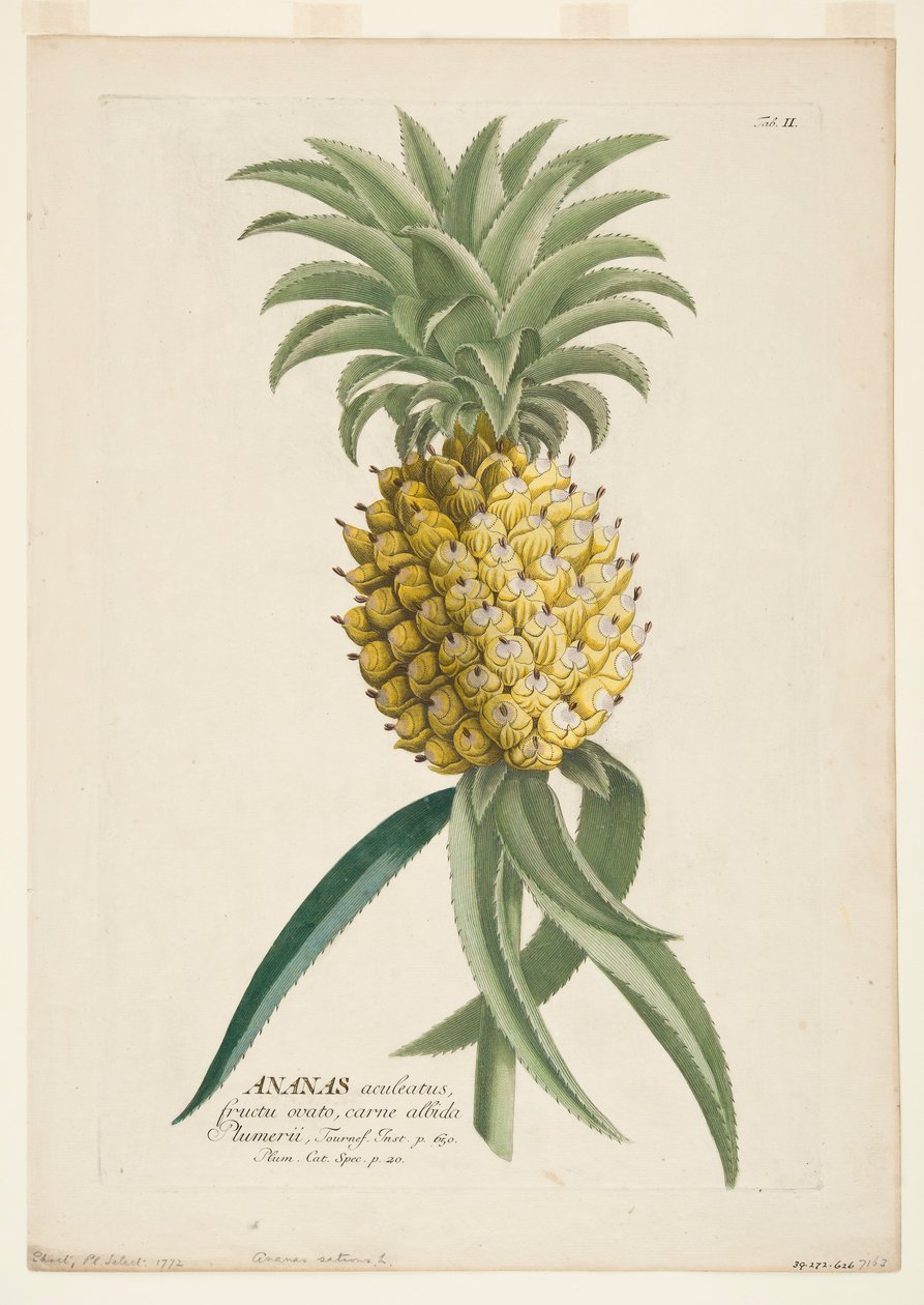 Ananas sativus, ananas, ok. 1740-1770. autorstwa Georg Dionysius Ehret